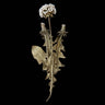 A dried botanical specimen of a dandelion with a small white flower head, a long stem, and multiple brownish-green leaves, isolated against a solid black background.