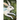 Rabbit Chase Notebook