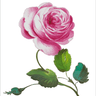 Caspari Sceaux Chic Pink and Green Floral Guest Towels