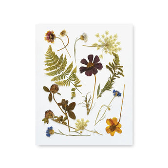 Pressed Wildflowers