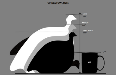 Sizing chart for guinea hens