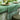 Escapade Tropicale Green Table Runner