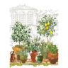 fruit trees lemon olive berry pots
